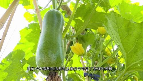 广东健身网红吃瓜,揭秘健身圈幕后故事  第2张